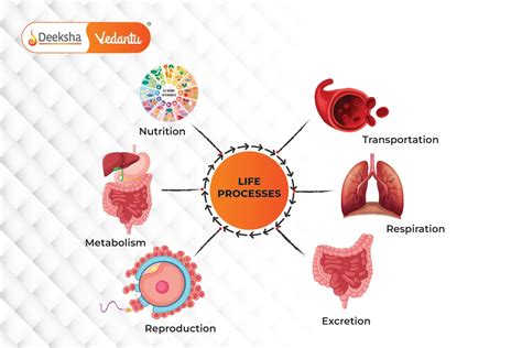 Image result for Life Process Explained