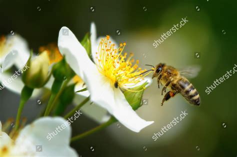 Honey Bee Apis Mellifera On White Editorial Stock Photo - Stock Image ...