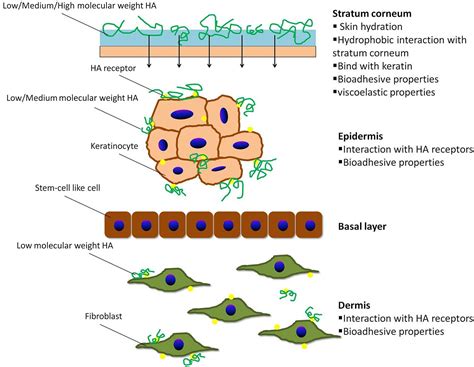 Hyaluronic Acid Harmful Effects at Edward Johns blog