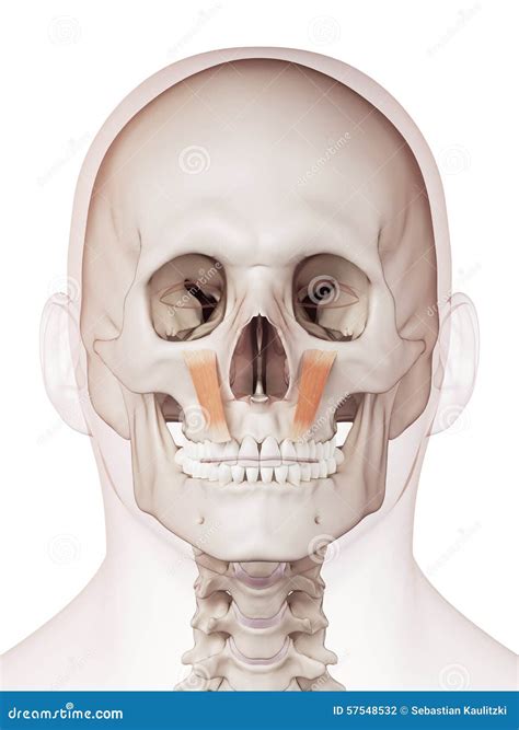 The Levator Labii Superioris Stock Illustration - Illustration of biology, rendering: 57548532