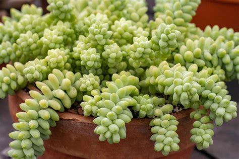 31 Types of Succulents Worth Growing