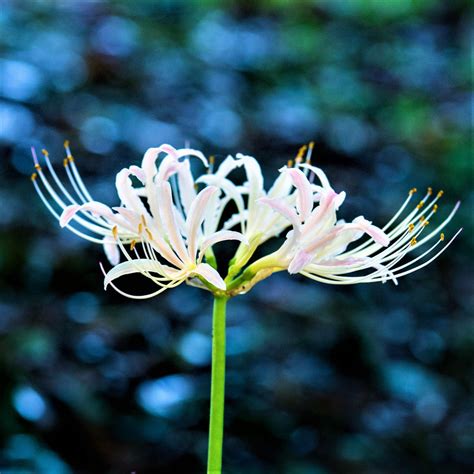 Blue Spider Lily Flower