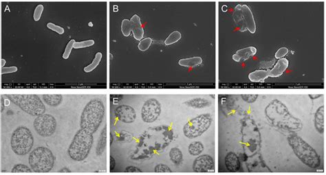 Anti-Vibrio parahaemolyticus Mechanism of Hexanal and Its Inhibitory ...