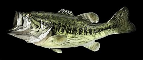 Largemouth Bass Backgrounds (46+ pictures) - WallpaperSet