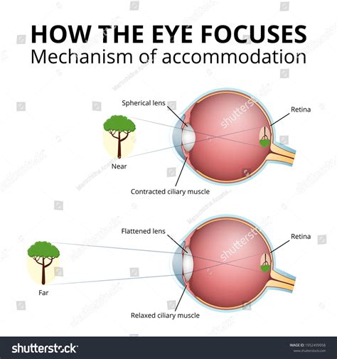 6,388 Eyes Lenses Poster Images, Stock Photos & Vectors | Shutterstock