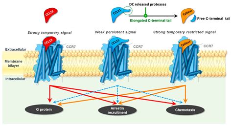 Dendritic Cells and CCR7 Expression: An Important Factor for Autoimmune ...