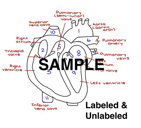Labeled Heart
