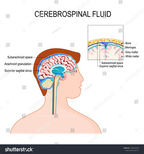 256 Meninges Spinal Cord Images, Stock Photos & Vectors | Shutterstock