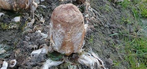 Image result for Alien Lay Eggs Inside Body