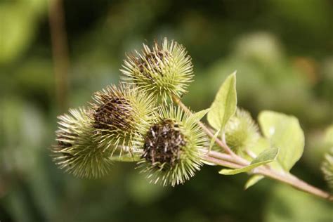 Bildergebnis für Kletten