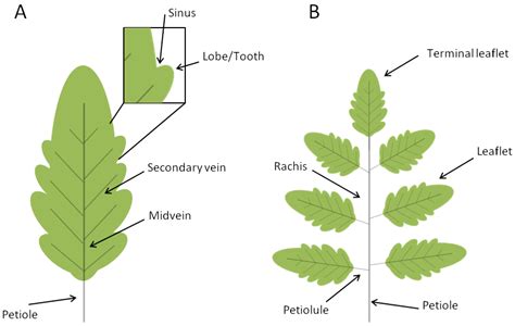 Simple Vs Compound Leaf