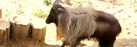 Padmaja Naidu Himalayan Zoological Park