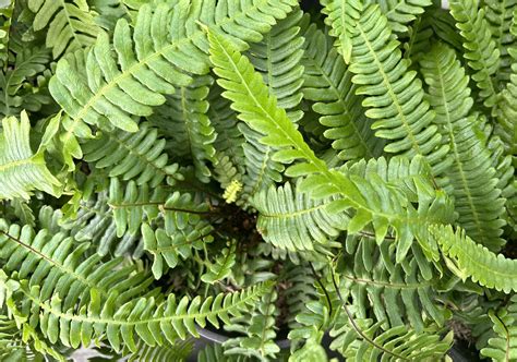 Episode 89: A Conversation with Richie Steffen - Valley Nursery Inc.