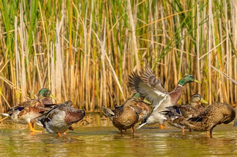 What Is a Group of Ducks Called? (A Complete Guide)