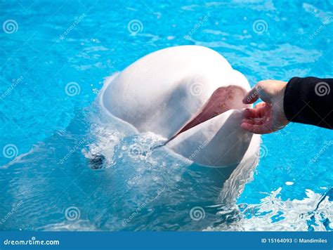 Friendly Beluga Whale stock image. Image of attraction - 15164093
