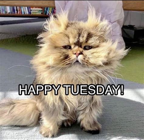 Happy Tuesday Cat