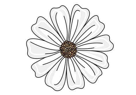Daisy Illustration