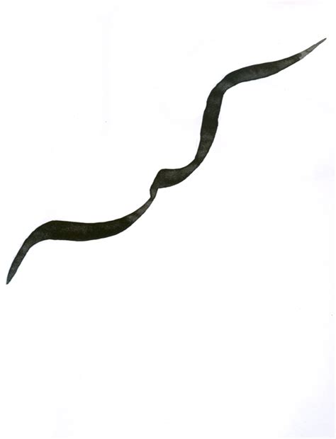 D'source Birds and Animals | Exercises | D'Source Digital Online ...