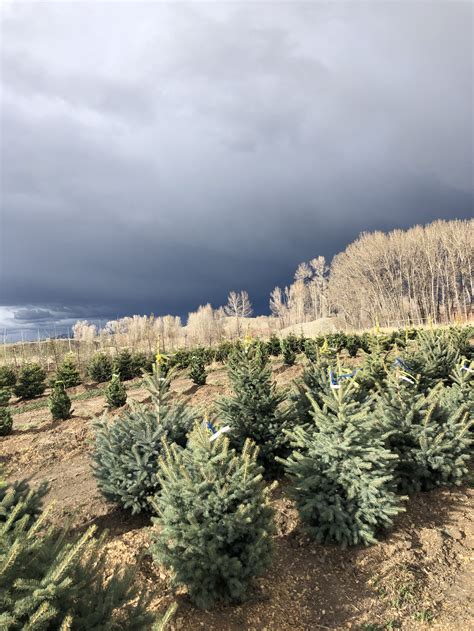 Shop Coniferous Trees - Shields River Farm & Nursery