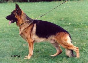 German Shepherd, German Shepherd Dog, German Shepherd For Sale, German ...