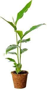 Green Elaichi Cardamom Kerala Plant – Choti Live Tree for Pots – Pack ...