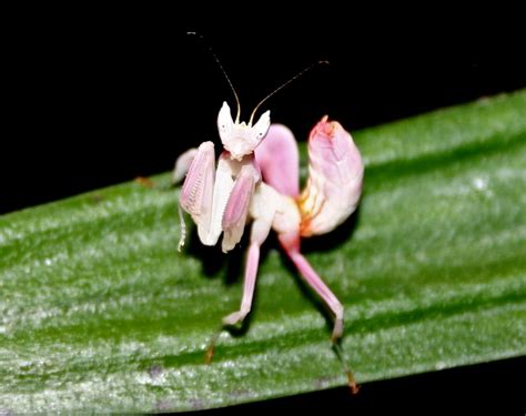 Pink Orchid Praying Mantis | Wallpapers Gallery