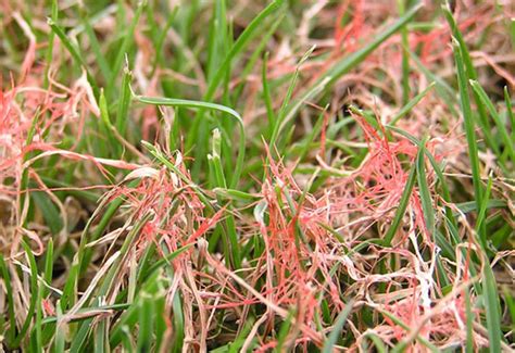 Image result for Red Thread Fungus Control