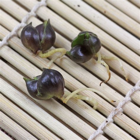 Tigerlilie (Lilium lancifolium) Vermehrung