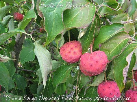 Shrubs With Edible Fruit at Andrew Capone blog