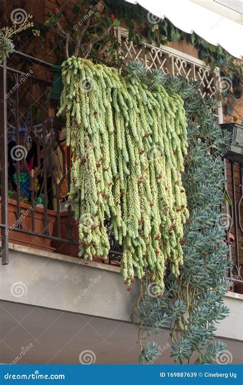Hanging succulent plants stock image. Image of fresh - 169887639