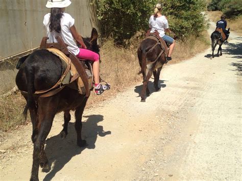 KRITIKI FARMA DONKEY TOURS (2026) All You Need to Know BEFORE You Go ...