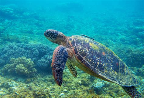 Image result for Turtle Programming Tutorial