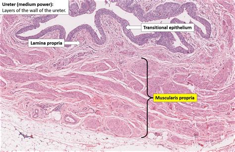 Normal Ureter Histology - Urinary system: The Histology Guide - HPCNOB