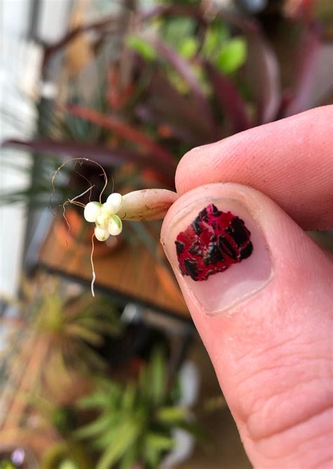 Dis ever happens to anyone else? (Mother was non variegated) : r/succulents