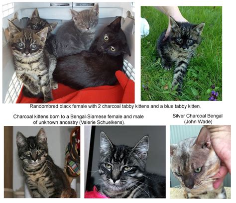 Bengal Cat Mix Tabby Different Bengal Cat Coats 2025