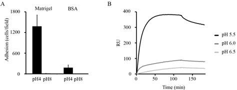 Biology | Special Issue : Bacterial Adhesion