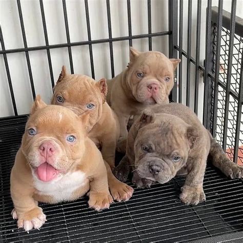 "american bully micro" - Cachorros no Brasil