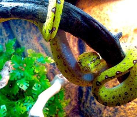 Image result for Green Python Hanging From Tree