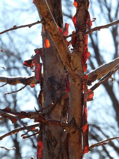 Corylus fargesii - Farges hazel, Farges filbert, paperbark hazel | The ...