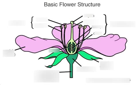 Flower Structure 的图像结果