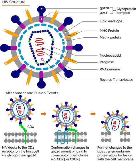 Hiv Life Cycle Steps