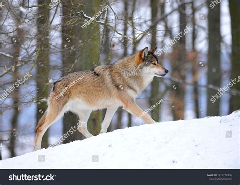 Mackenzie Valley Timber Wolf