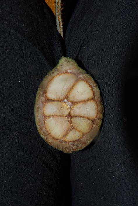 Bildergebnis für salacia