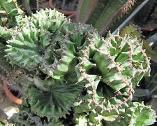 Image result for Coral Cactus San Diego