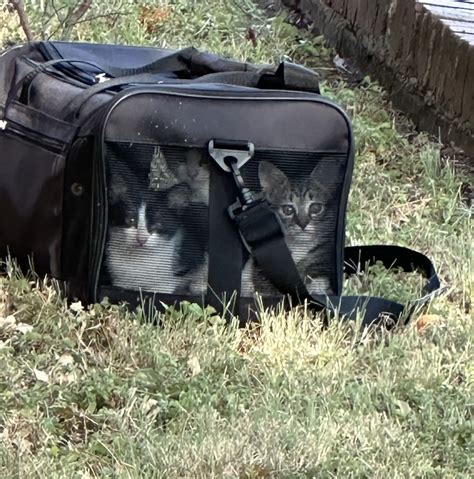 Tailless Kittens Narrowly Rescued from Texas Heat After Being Abandoned ...