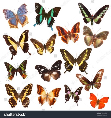 What Is A Collective Nouns For Butterflies at Quincy James blog
