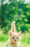 Image result for Cutest Cat Meow