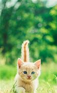 Image result for Newsday Cutest Cat