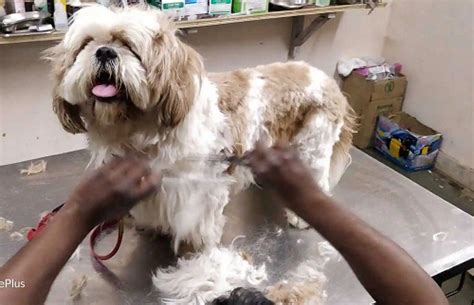 Little Paws Vet Clinic | +919560816099 | Pet Clinic in Chhattarpur, Pet ...