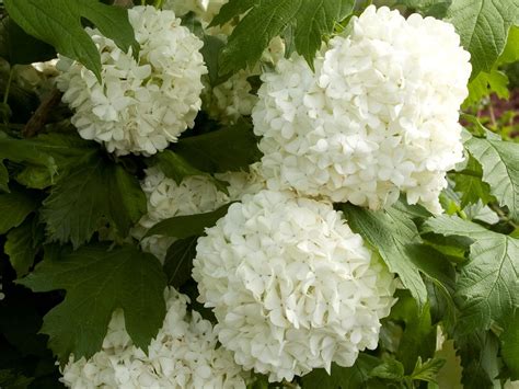 Viburnum, Eastern Snowball - Campbell's Nursery